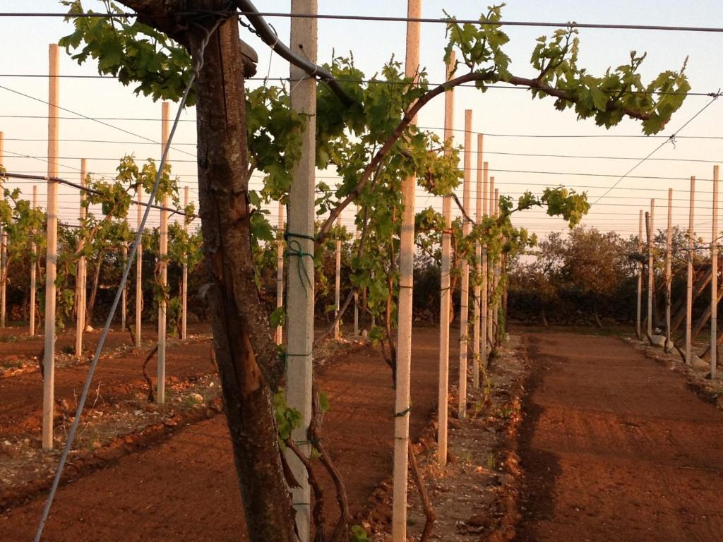 Agriturismo Terra Rossa Otranto Luaran gambar