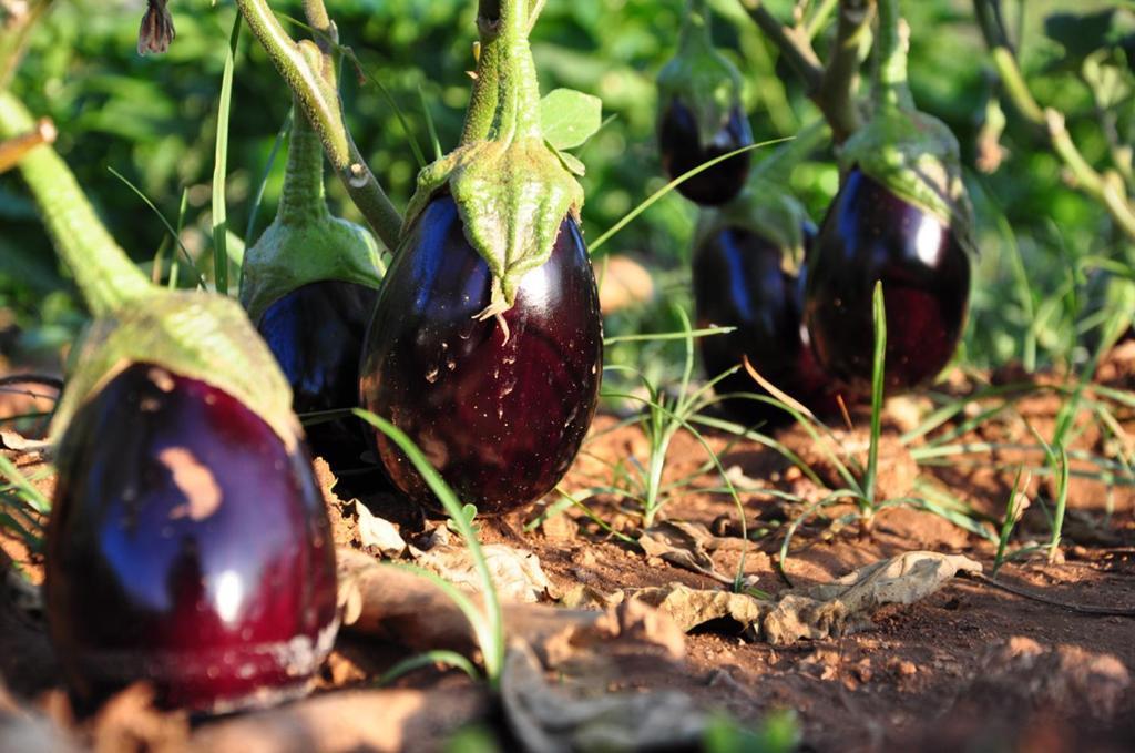 Agriturismo Terra Rossa Otranto Luaran gambar