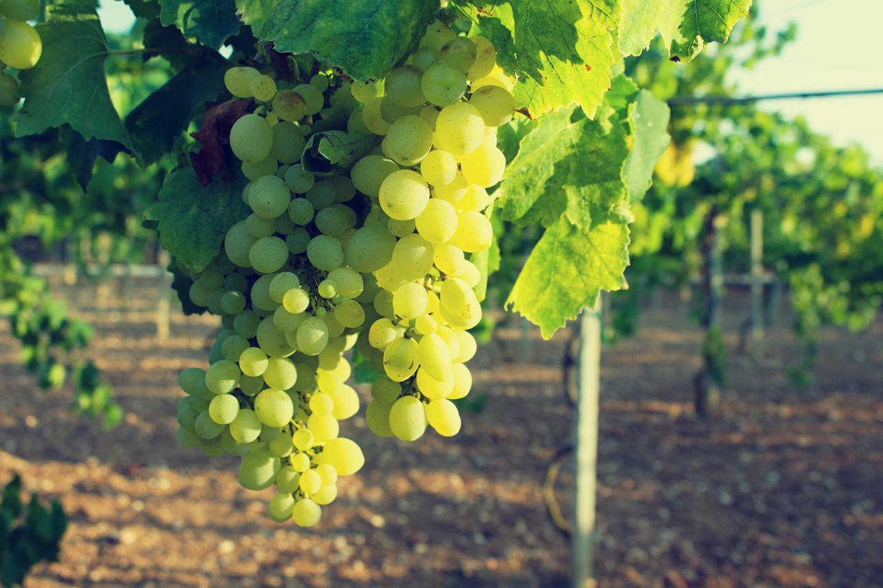 Agriturismo Terra Rossa Otranto Luaran gambar